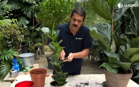 Hombre cuidando un ficus lyrata, una planta de interior popular por sus grandes hojas.