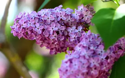 Close-up of delicate purple lilac blossoms, showcasing the intricate beauty of different types of lilacs in soft focus.