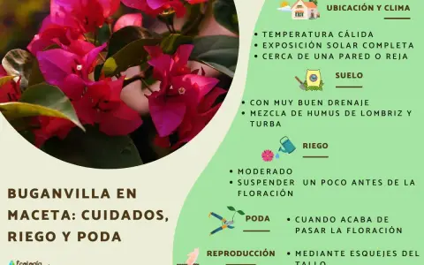 Buganvilla en maceta: cuidados, riego y poda. Consejos para su ubicación, suelo, riego, poda y reproducción.