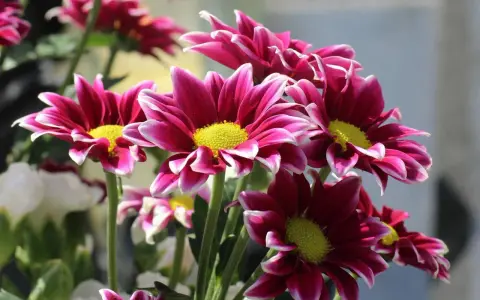Un ramo de vibrantes flores de verano exterior, con pétalos magenta y bordes blancos, y centros amarillos brillantes.