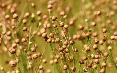 A field of dried flax seed pods, ready for harvest. These pods will yield the valuable flax fiber used for textiles and linen.
