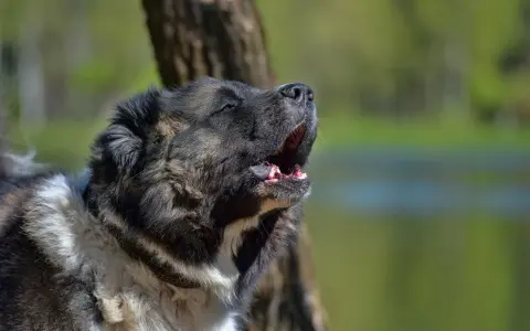 Duży, kudłaty pies szczeka w nocy, ostrzegając przed nieznanym.