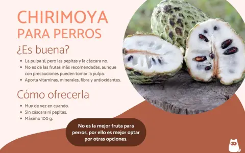Chirimoya para perros: la pulpa sí, sin pepitas ni cáscara. Aporta nutrientes, pero no es la mejor opción.