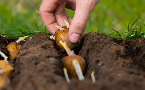 Main d'une personne plantant une pomme de terre germée dans la terre. Les germes blancs et violets sont visibles.