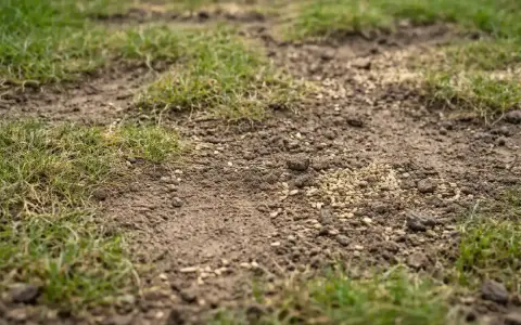 Nahaufnahme von Rasensamen auf Erde mit spärlichem Gras.