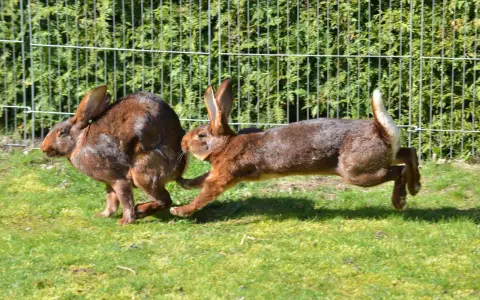 Zwei braune Kaninchen jagen sich im Kreis über eine grüne Wiese vor einem Zaun.