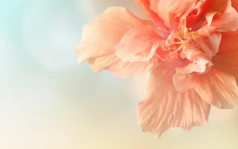 Delikatny, brzoskwiniowy hibiskus. Pielęgnacja tej rośliny jest prosta, a efekt zachwyca.