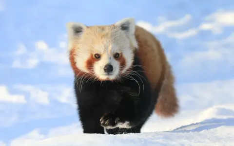 Mała panda w śniegu, jakby spacerowała po polskich górach.