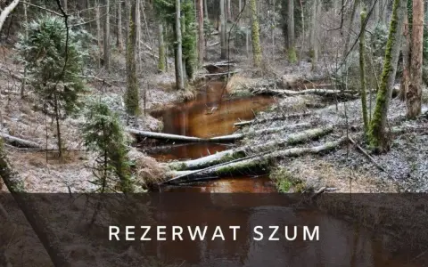 Zimowy krajobraz w rezerwat szum. Brązowa rzeka płynie przez las pełen powalonych drzew i iglaków, pokrytych pierwszym śniegiem.