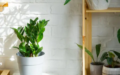 Zamioculcas verde brillante in vaso bianco, su sfondo di mattoni bianchi illuminati dal sole. Questa pianta può stare fuori, prosperando in luce indiretta.