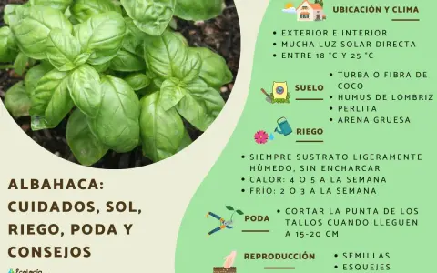 Albahaca: cuidados, sol, riego y poda. Consejos para cultivar esta hierba aromática en casa.