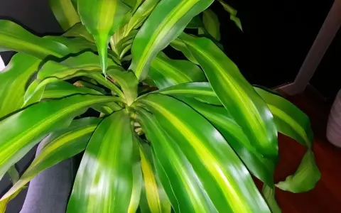 Dracena z zielono-żółtymi liśćmi. Dowiedz się, jak dbać o tę roślinę, by pięknie rosła.