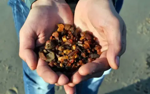Garść bursztynów znalezionych na plaży. Tak wygląda sukces, gdy wiesz, jak szukać bursztynu.