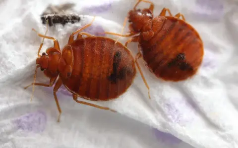 Dos chinches de cama marrones y ovaladas, con rayas oscuras, sobre una superficie blanca. Aprende cómo eliminar chinches.