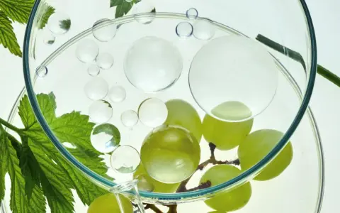 Grüne Trauben und Blätter in einem Glasgefäß mit Bläschen. Die natürliche resveratrol wirkung haut wird erforscht.