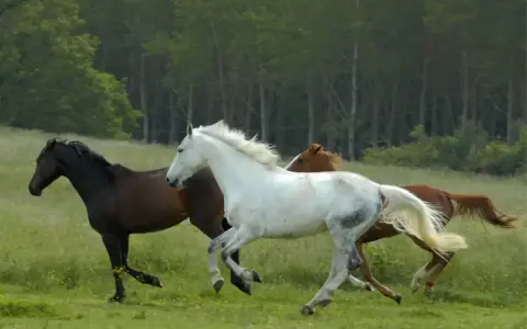 Trois chevaux, un noir, un blanc et un bai, galopent dans un pré verdoyant. La **vitesse d'un cheval au galop** est capturée dans ce mouvement dynamique.
