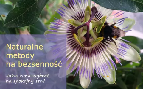 Kwiat męczennicy z pszczołą. Naturalne metody na bezsenność, co na sen dla starszej osoby?
