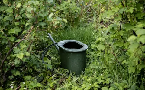 En grön vattenkanna står i frodig grönska. Frågan är hur ofta vattna med guldvatten för att få så här fina växter.