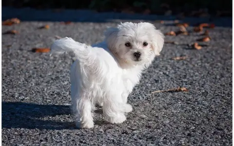 Un adorable bichon maltais, dont le pelage blanc immaculé peut nécessiter un entretien constant, pose sur un chemin caillouteux.