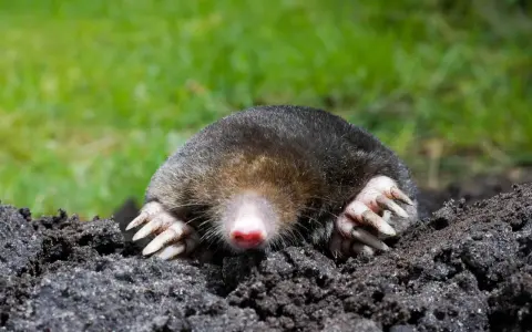A mole emerges from the soil, its large claws ready to dig, a common cause of mole damage in yards.