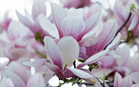 Delikatne, różowo-białe kwiaty magnolii, ukazujące piękno różnych odmian.