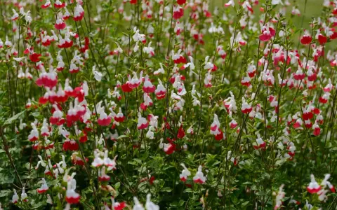 Un parterre de sauge arbustive aux fleurs bicolores rouge et blanc, évoquant de petites lèvres.