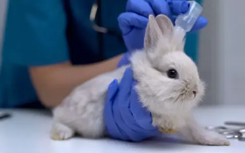 Tierarzt gibt einem Kaninchen mit Traumeel Tropfen.