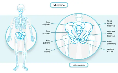 Anatomia miednicy z zaznaczoną kością krzyżową. Ilustracja przedstawia widok z przodu, pomocny w zrozumieniu leczenia problemów z poziomym ustawieniem kości krzyżowej.