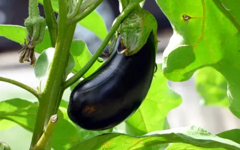 Une belle aubergine noire mûrit sur sa tige, entourée de feuilles vertes luxuriantes. La distance de plantation de cette aubergine promet une récolte abondante.