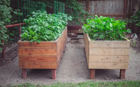 Two raised garden beds, one with lush green potato plants reaching for the sky, the other with strawberries and herbs.