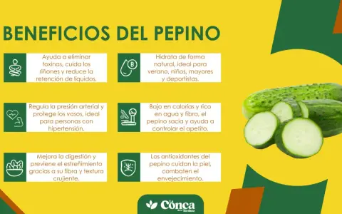 Beneficios del pepino: hidrata, regula la presión, mejora digestión y cuida la piel. ¡Un aliado natural!