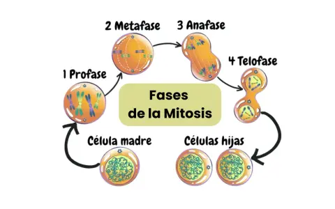 Ilustración de las fases de la mitosis: profase, metafase, anafase y telofase, mostrando la división celular de una célula madre a células hijas.