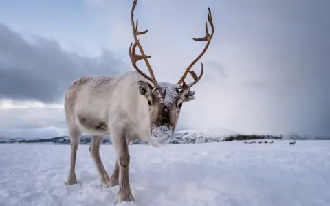 Un reno cubierto de nieve mira a la cámara en un paisaje nevado. Otros animales de la nieve pastan en la distancia.