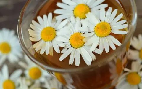 Ein Glas mit kamillentee stillzeit, darin schwimmen frische Gänseblümchen.