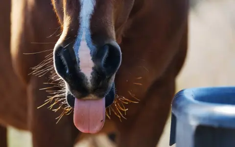Gros plan sur le museau d'un cheval brun avec sa langue sortie, près d'un abreuvoir. Il boit peut-être pour reconstituer son electrolyte cheval.