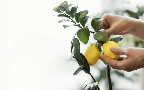 Manos cuidando un limonero desde semilla que da fruto. Dos limones amarillos cuelgan de una rama verde.