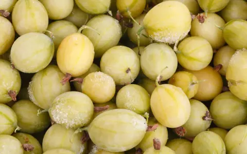 Nahaufnahme von gefrorenen, hellgrünen Stachelbeeren, bereit zum Einfrieren für später.