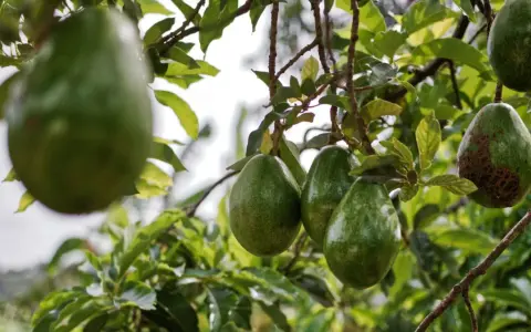 Gros fruits d'avocatier mûrissant sur une branche, certains avec des marques sur la peau.