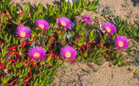 Fleurs roses vives, semblables à une griffe de sorcière rouge, poussent sur un sol sableux.