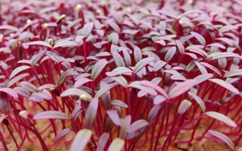 En tät matta av unga amarant blommor med röda stjälkar och lila blad som spirar fram.