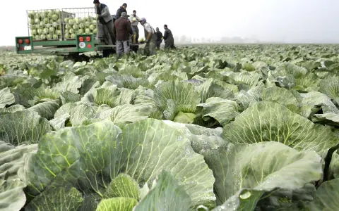 Feld voller Kohlköpfe, Erntehelfer laden Kohl auf einen Anhänger. Ein typisches Bild der Kohltage Dithmarschen.