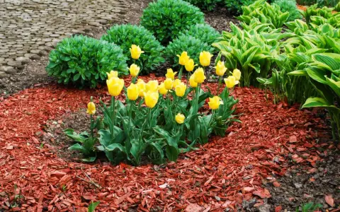 Bright yellow tulips bloom in a garden bed covered with vibrant red mulch, showcasing the best mulch for flower beds.