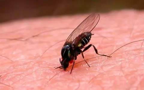Mosca negra plaga, un insecto diminuto con alas transparentes y ojos rojos, se posa sobre la piel humana, buscando alimentarse.