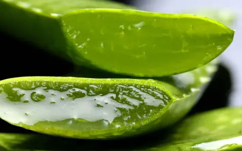 Pokrojony aloes z widocznym, żelowym miąższem. Wiele możliwości, co można zrobić z aloesu: od kosmetyków po napoje.