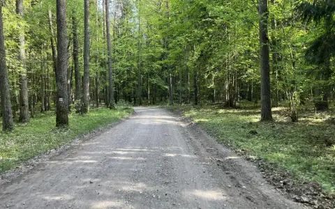 Droga przez las w Wigierskim Parku Narodowym. Słońce przebija się przez liście, oświetlając ścieżkę.