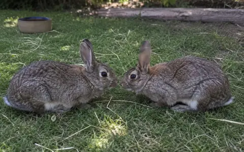 Zwei Kaninchen beschnuppern sich, vielleicht wird hier die Kaninchen Rangordnung ausgehandelt.