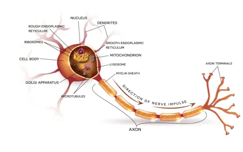Detailreicher neuron aufbau: Zellkörper mit Zellorganellen, Axon mit Myelinscheide und Axonenden.