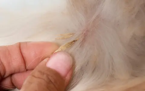 Main d'une personne retirant des épillets chien coincés dans le pelage.