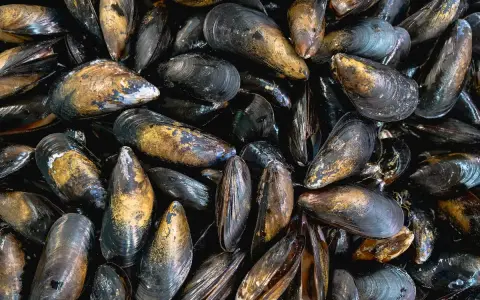 Montón de mejillones al vapor, listos para ser disfrutados. Sus conchas oscuras y doradas brillan, prometiendo un sabor marino delicioso.
