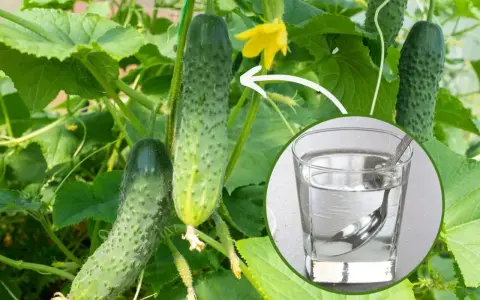 Ogórki na krzaku, obok szklanka z wodą i łyżeczką, sugerująca podlewanie ogórków wodą z cukrem dla lepszego wzrostu.